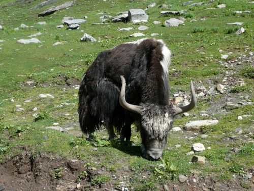 Manali Yak Rothang-Pass