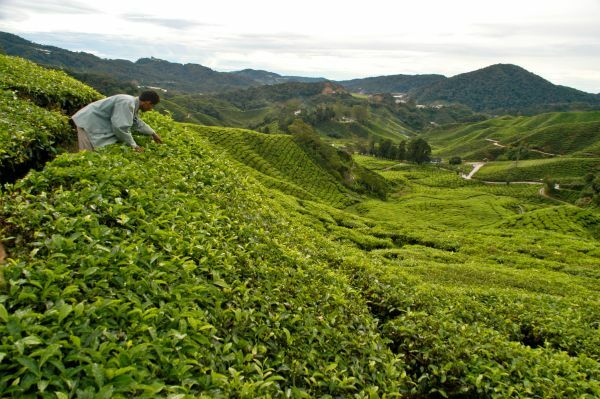 Die Teeplantagen der Cameron Highlands Cameron Highlands, Teeplantagen, Natur, Malaysia, Areiter, Farmer, malaysia urlaub
