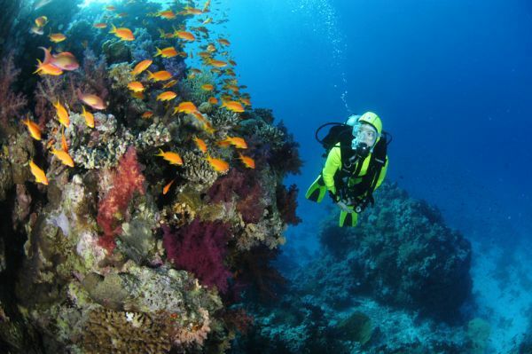 Korallenriff im Roten Meer Unterwasserwelt, Korallenriff, Rotes Meer, Rundreise Ägypten