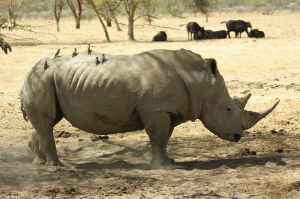 Lake Nakuru Nationalpark, Nashorn, Kenia, kenia reisen