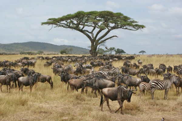 Riesige Gnuherden durchstreifen die Serengeti Serengeti