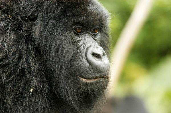 Gorilla