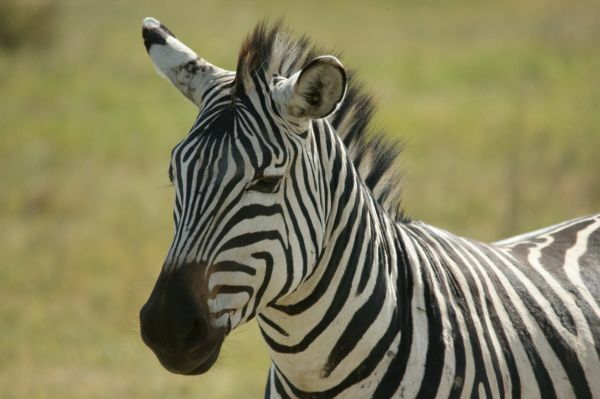 Zebra