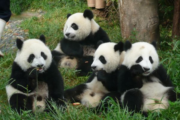 Riesenpandas in der Pandazucht-Station von Chengdu. Riesenpanda, Chengdu, Pandazucht-Station