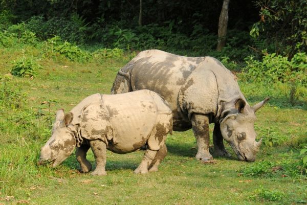 Panzernashörner im Chitwan Nationalpark Panzernashörner, Chitwan Nationalpark, Tierwelt, Natur, Nepal, Nashörner, Reise Nepal