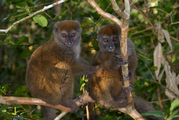 Ranomafana Nationalpark, Lemuren, Bambuslemuren, Madagaskar, madagaskar reisen