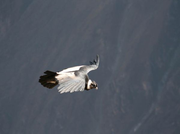 Andenkondor Condor, rundreise peru 2 wochen