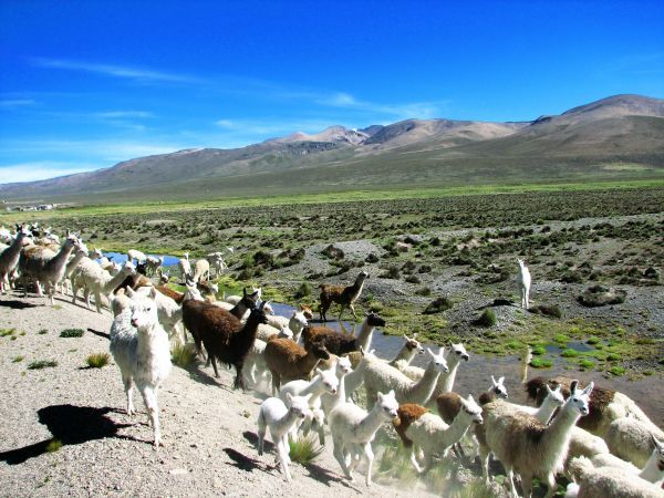 Alpakaherde auf der Hochebene Altiplano Peru, Altiplano, Alpaka, rundreise peru 3 wochen