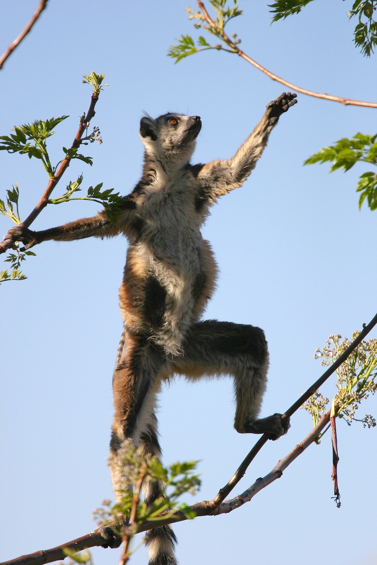 Madagaskar Ranomafana Lemur Madagaskar Rundreise, Rundreise Madagaskar, Lemuren, Affen