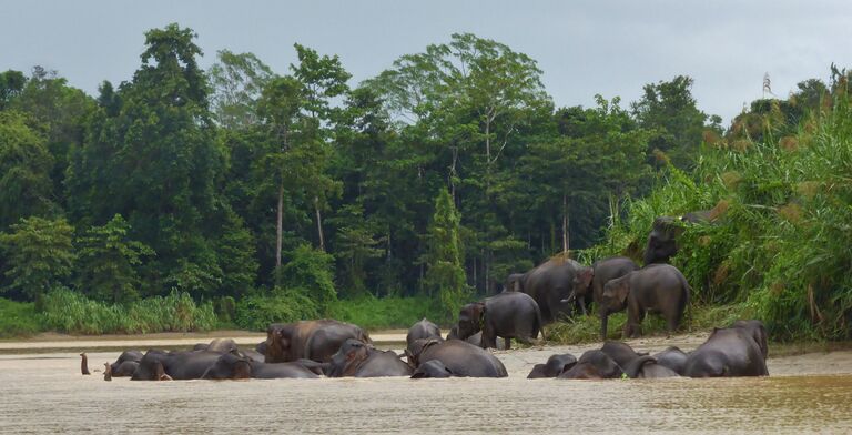 Kinabatangan Malaysia, Borneo, Sabah, Bilit, Sukau, Kinabatangan, Borneo-Zwergelefanten, Kinabatangan