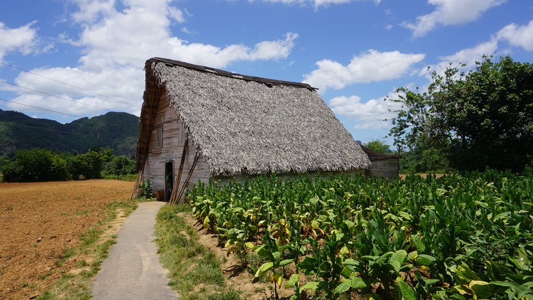 Traditionelle Tabakplantage im Viñales-Tal. Tabakplantage im Viñales-Tal