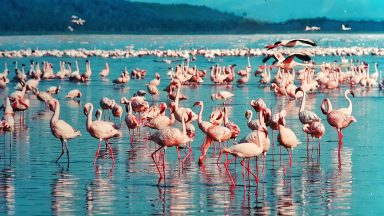 Ein Meer aus pinkfarbenen Flamingos im Lake-Nakuru-Nationalpark. Ein Meer aus pinkfarbenen Flamingos im Lake-Nakuru-Nationalpark.