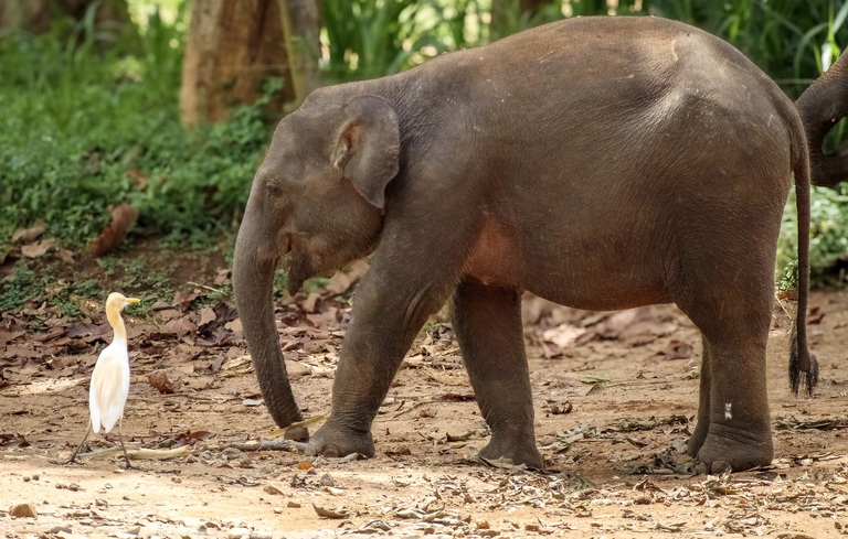 elephant sri lanka elephant sri lanka