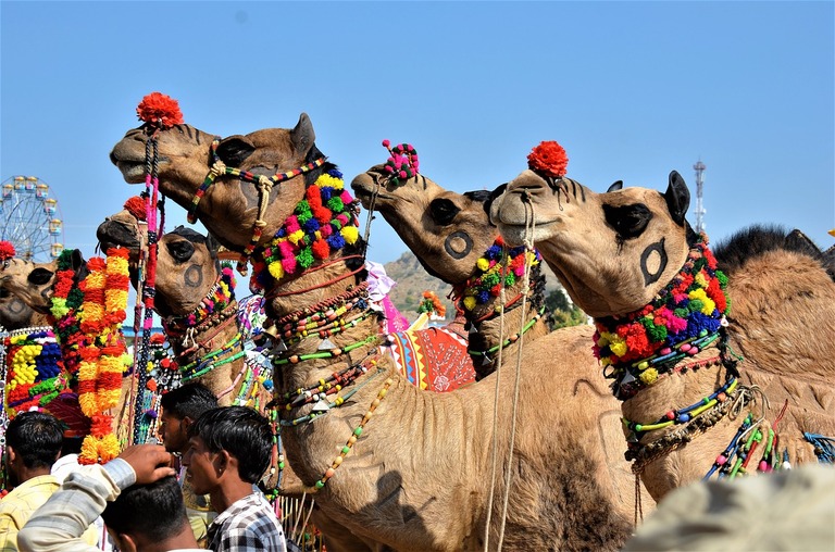 Pushkar Kamele Mehrere Kamele, die passend zum Pushkar Fest verkleidet wurden sind