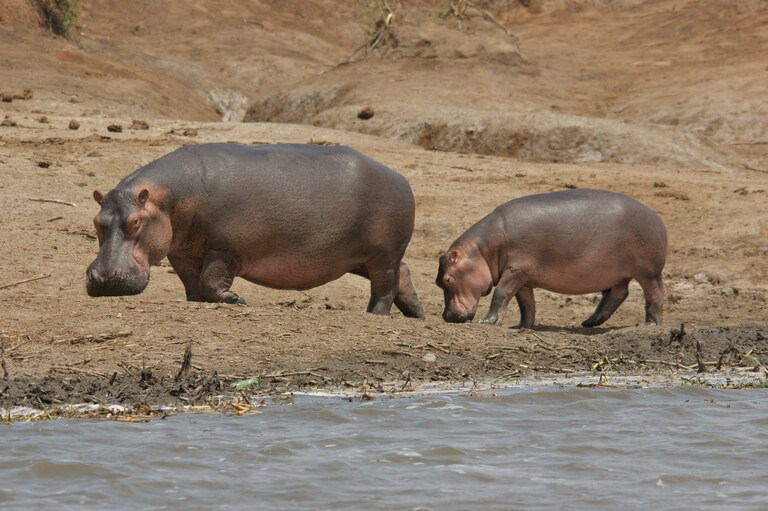 Flusspferde im Tarangire NP Rundreise Tansania, Safari, Nationalpark, Tarangire