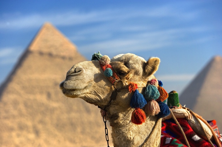Kamel Gizeh Ein Kamel vor den Pyramiden von Gizeh