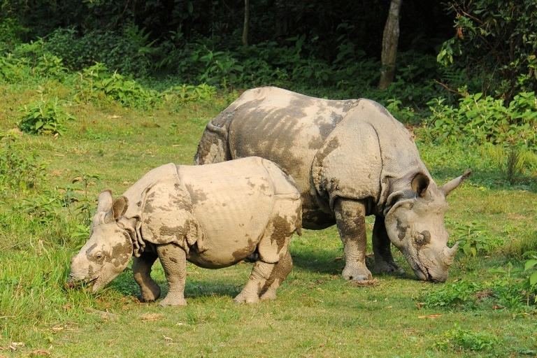 Panzernashörner im Chitwan Nationalpark Panzernashörner, Chitwan Nationalpark, Nepal, nepal mit kindern