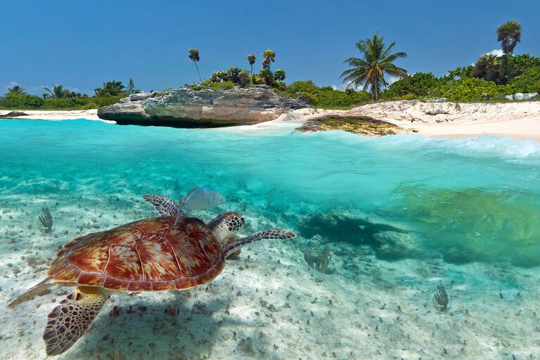 Playa del Carmen, Meer, Schildkröte, Strand, Mexiko Rundreise mit Kindern