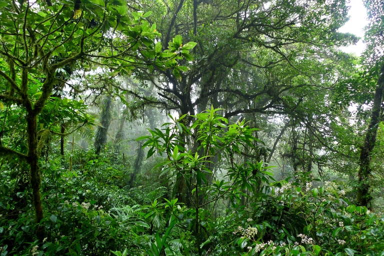 Bäume und Sträucher im mystischen Nebelwald von Monteverde Bäume und Sträucher im mystischen Nebelwald von Monteverde, Costa Rica Rundreise