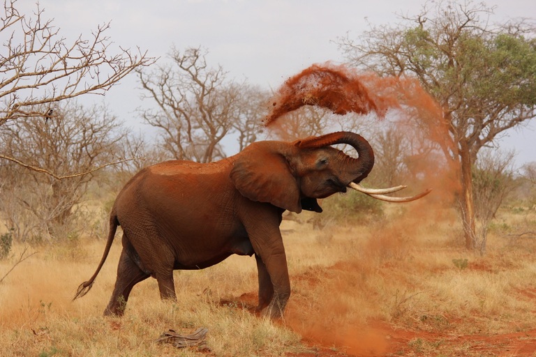Elefant, Savanne, Südafrika 