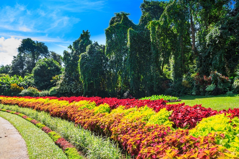 Farbenfrohe Pflanzenvielfalt in den Botanischen Gärten von Peradeniya. Botanischen Gärten von Peradeniya