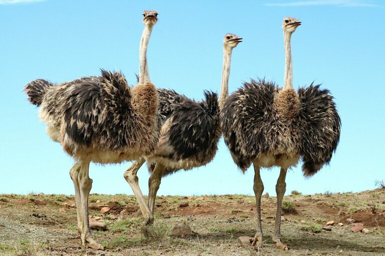 Straß. Südafrika, Natur, Family