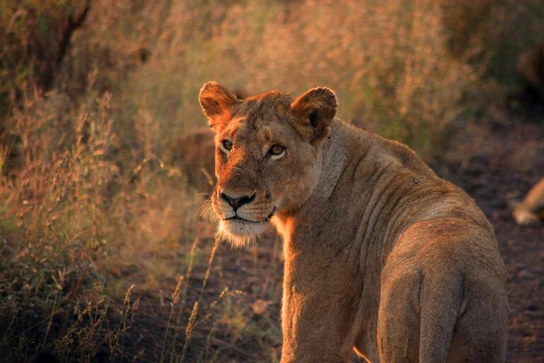 Safari. Nationalpark, Löwe, Natur