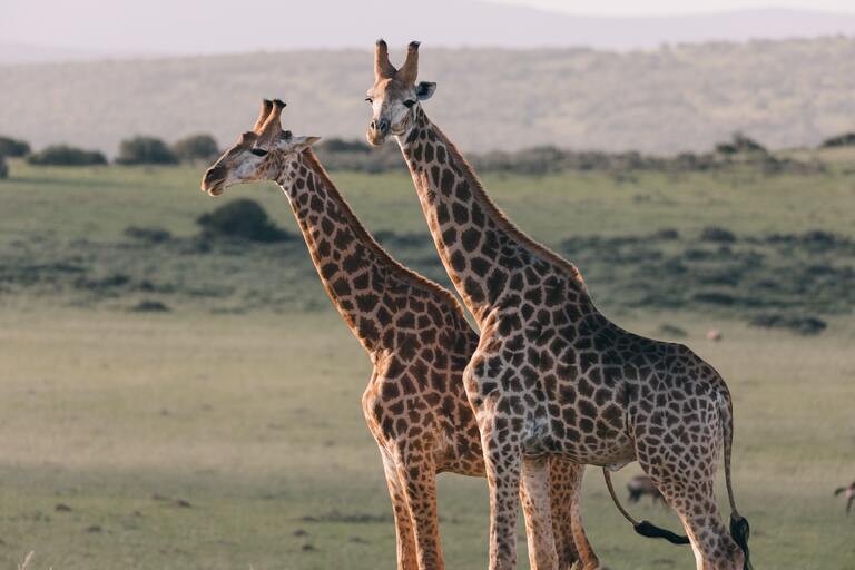 Giraffen im Krüger Nationalpark Giraffen, Krüger Nationalpark, Safari, Südafrika