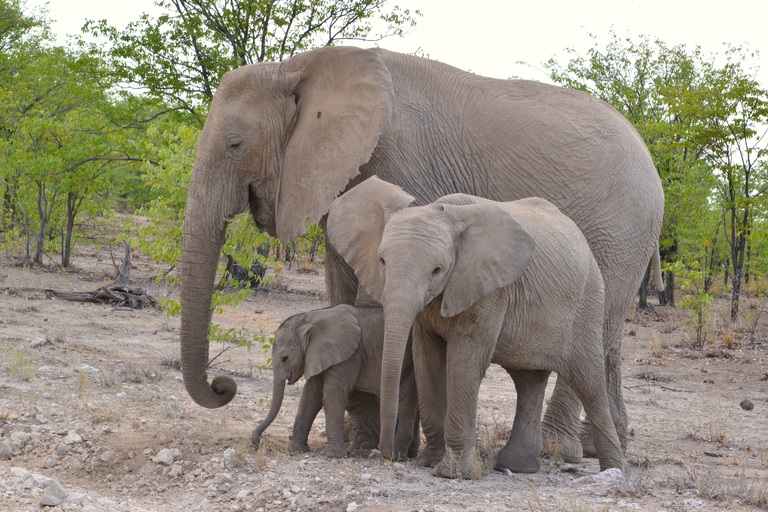 Djoser Familienreise Südliches Afrika Botswana Chobe Nationalpark Elefanten