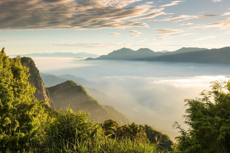 Die klimatischen Gegebenheiten eignen sich in Alishan perfekt zum Teeanbau. Alisan, Taiwan, Natur, Wälder, Rundreise