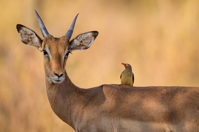 Tiere im Mlilwane Wildlife Sanctuary Mlilwane Wildlife Sanctuary, eswatini reise
