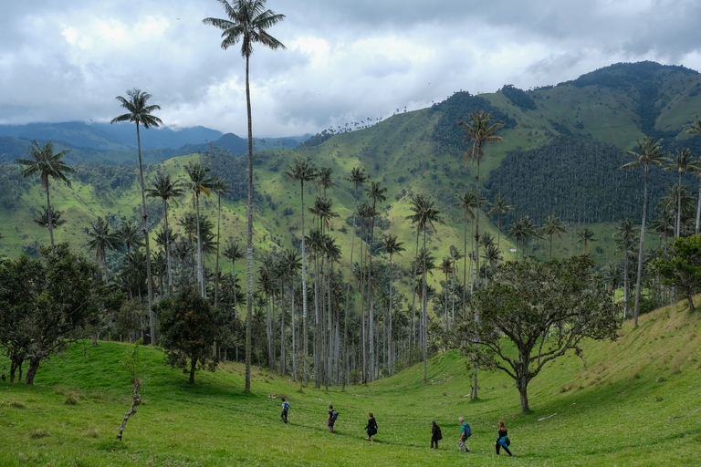 Valle de Cocora Valle de Cocora, Rundreise Kolumbien 3 Wochen, Kolumbien Rundreise, kolumbien rundreise 3 wochen