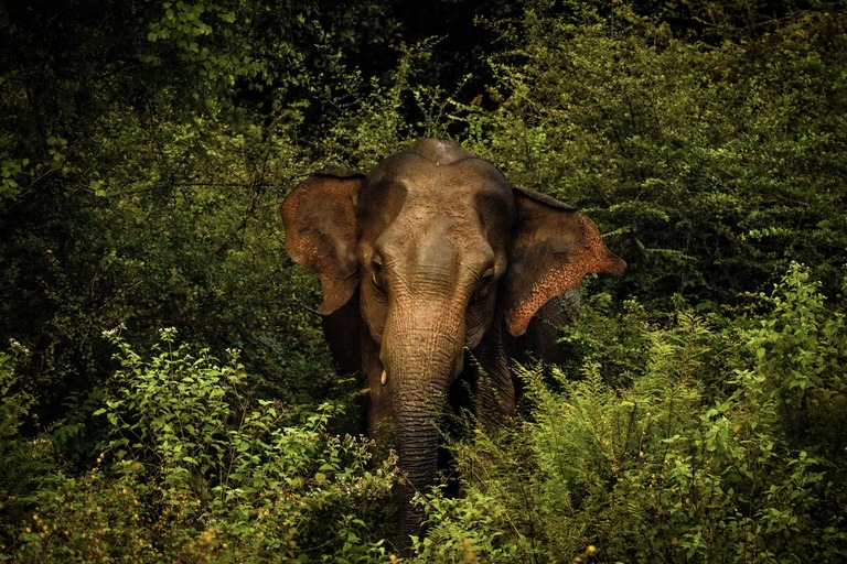 Elefant Sri Lanka