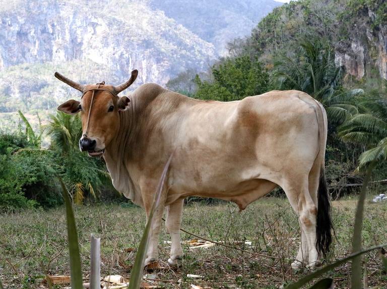Ein Ochse auf einem Feld bei Viñales. Viñales, Ochsen
