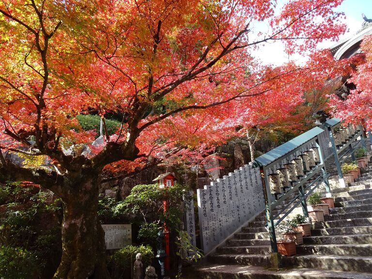 Laubfärbung Laubfärbung in Japan