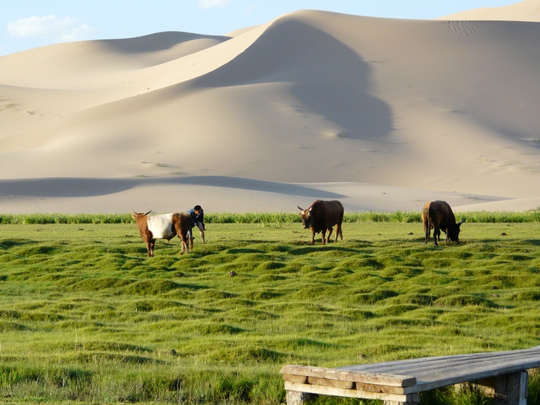 Landschaft von Khongoryn Els Dünen, grüne Landschaft, Khongoryn Els, Rundreise Mongolei