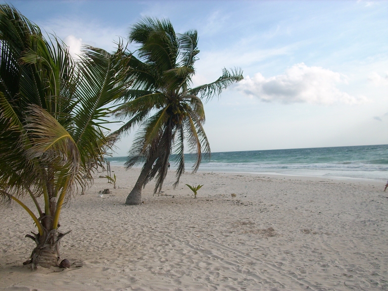 Playa del Carmen Playa del Carmen Palme und Strand