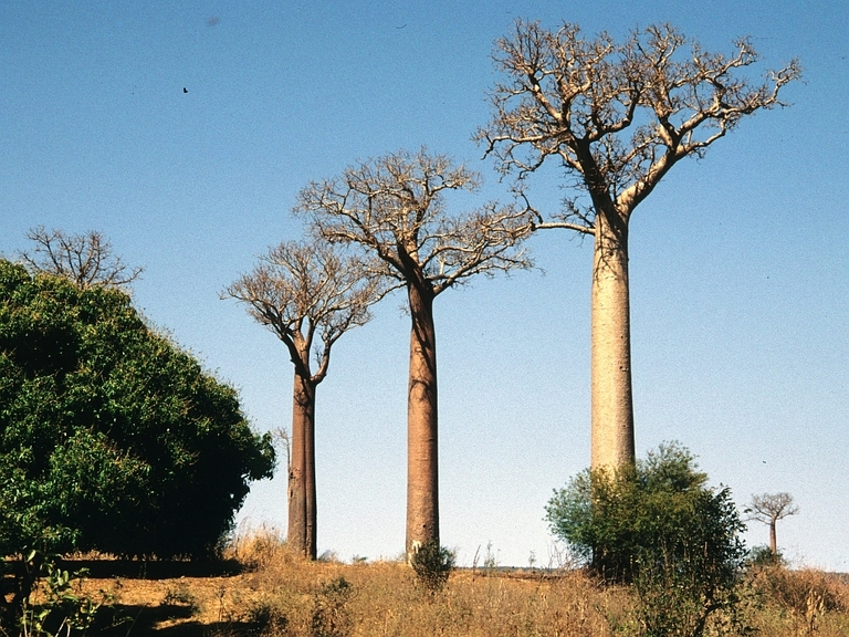 Madagaskar-Spiny forest Baobab-trees