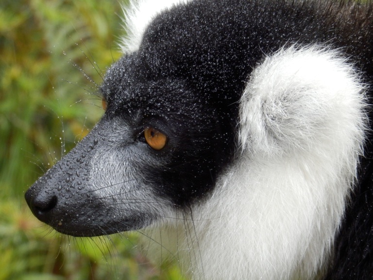 Madagaskar Lemur Katta Rundreise Madagaskar, Madagaskar Rundreise, Lemuren, Affe