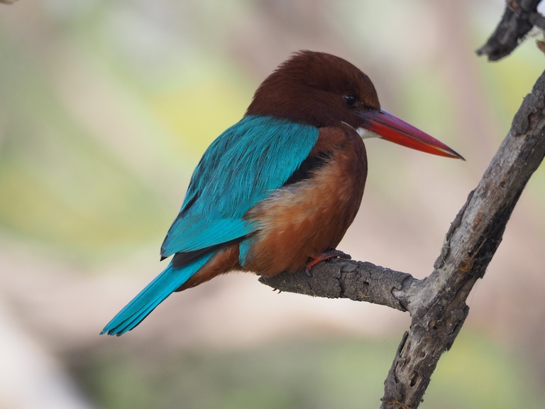 Indien Bharatpur Keoladeo Nationalpark Eisvogel