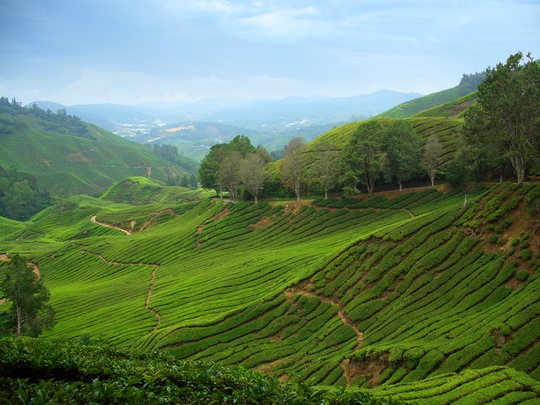 Teeplantangen in den Cameron Highlands Teeplantage, Cameron Highlands, Rundreise Thailand, Rundreise Malaysia, Rundreise Singapur, Rundreise Malaysia und Singapur 3 Wochen