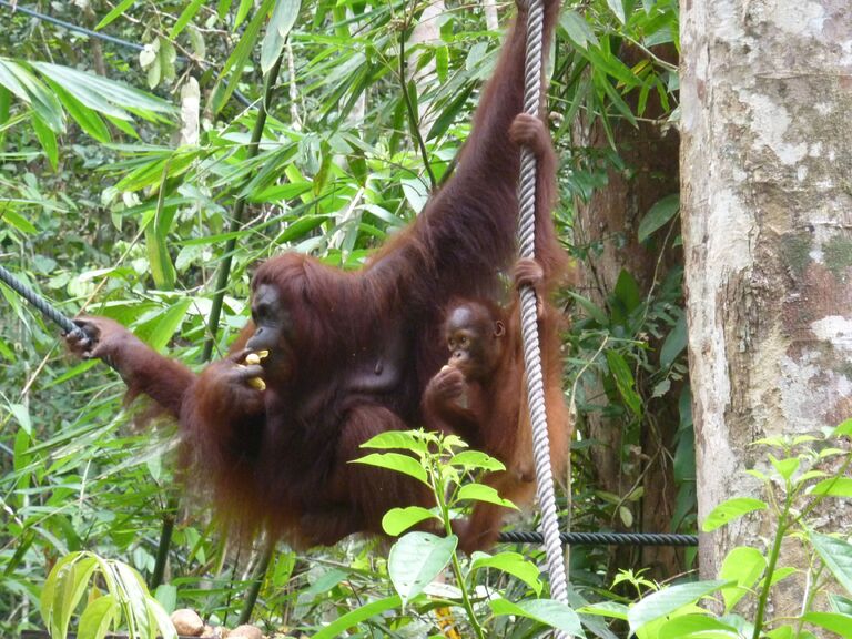 Sumatra Orang-Utans