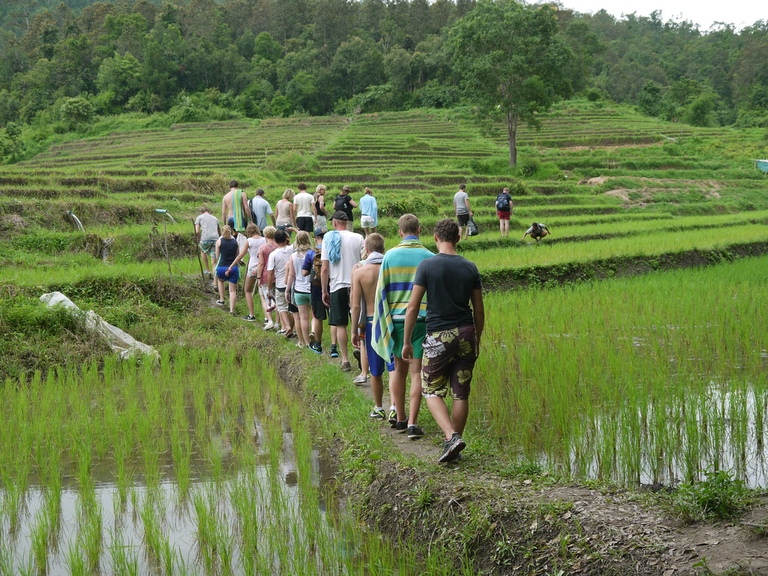 Chiang Mai, Reisfelder, Thailand, Landschaft, Thailand mit Kindern