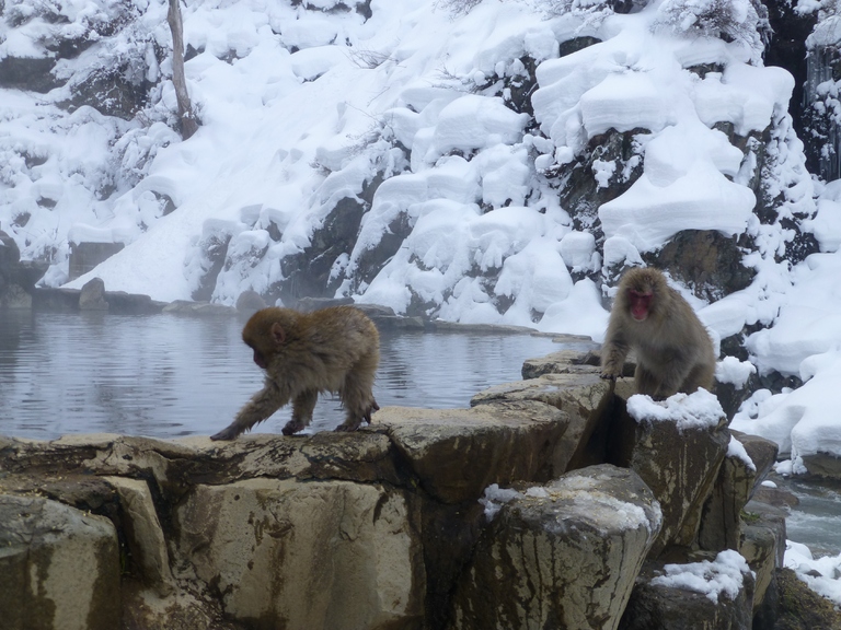 Schneeaffen, Japan, Nagano, Rundreise Japan