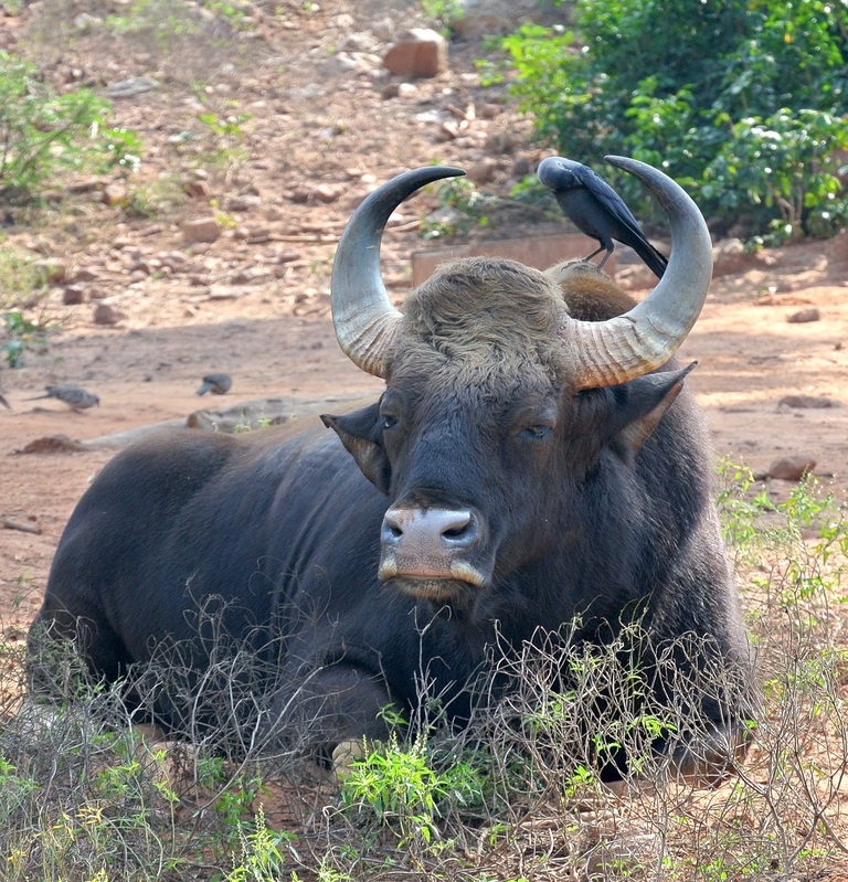 indien Pench Nationalpark Indischer Gaur