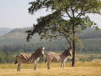 Zebras in Swaziland