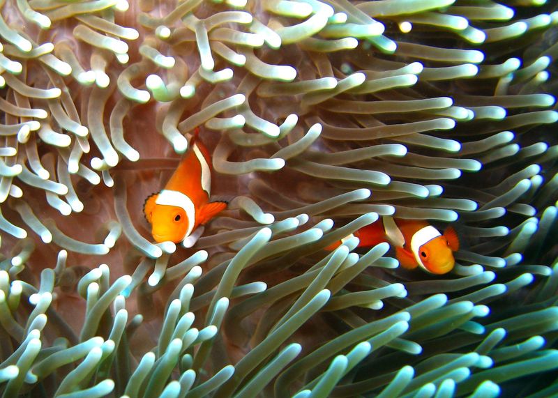 Great Barrier Reef