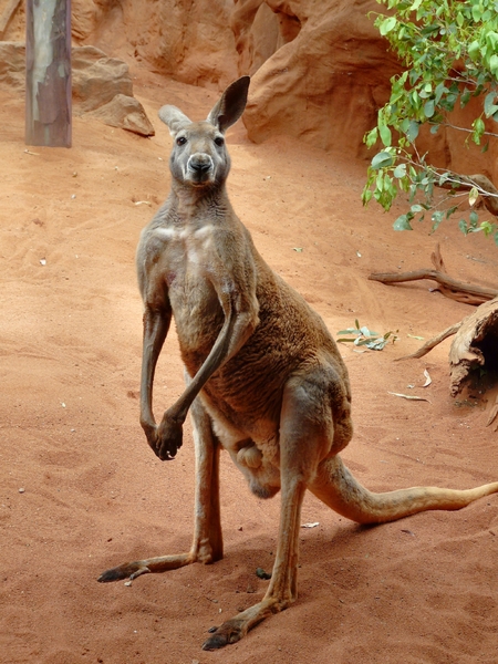 Känguru