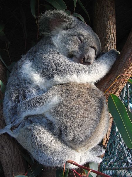 Koala