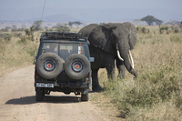 TZ_Tanzania, Serengeti, elephants and landcruiser_NL_FOC